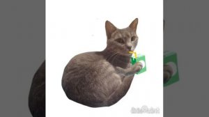 кошка пьет сок