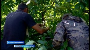 На Ставрополье в разгаре сбор черешни