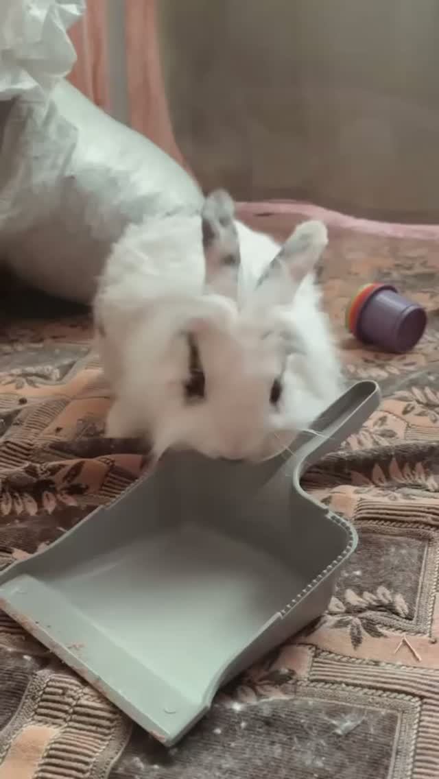 Отношение Семёна к совкам