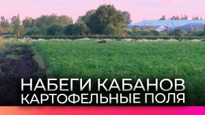 Охотники помогают новгородским аграриям спасать урожай от набегов кабанов
