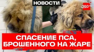 Огромного мастифа спасают в Москве - его бросили умирать на жаре без еды и воды