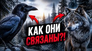 Почему волки никогда не трогают воронов? Раскрываем секрет Тайги!