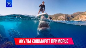 Акулы кошмарят жителей Приморья