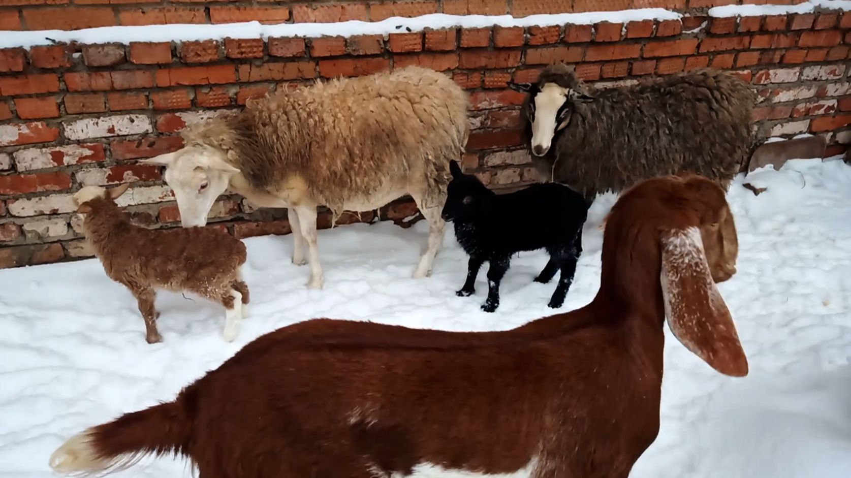Овцы