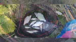 Сегодня вечером порыбачил на фидер🎣 Прикормка Жмых-Дробленка. Наживка навозный червь.