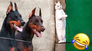 СМЕШНЫЕ ЖИВОТНЫЕ | ЛУЧШИЕ ПРИКОЛЫ С КОТАМИ, СОБАКАМИ, КОШКИ, СОБАКИ, ЖИВОТНЫЕ, СМЕШНОЕ ВИДЕО