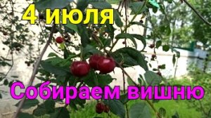 День сбора вишни
