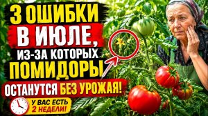🍅 3 ОШИБКИ В ИЮЛЕ, ИЗ-ЗА КОТОРЫХ ПОМИДОРЫ ОСТАНУТСЯ БЕЗ УРОЖАЯ! ПРОВЕРЬТЕ СВОИ КУСТЫ СРОЧНО!