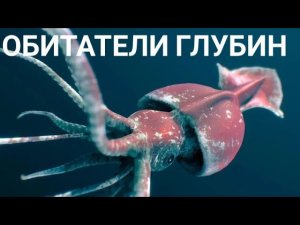 Учёные впервые сняли на видео гигантских кальмаров