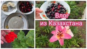 С утра по ХОЗЯЙСТВУ. Вырастили для МЕНЯ. Лакомлюсь ЯГОДОЙ