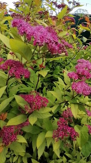 Малиновое облако спиреи в саду 🌸