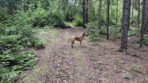 ГДЕ ТО В ЛЕСУ(шалаш,горы,место посадки НЛО)
