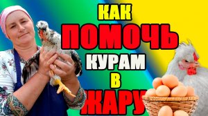 Как ПОМОЧЬ курам ПЕРЕНЕСТИ жару.