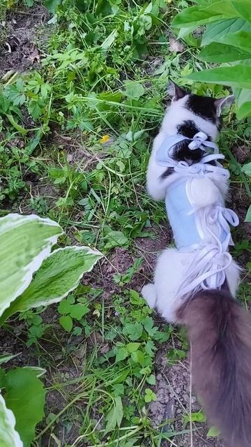 Стерилизация движению не помеха