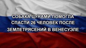 Собака Цунами помогла спасти 26 человек после землетрясений в Венесуэле