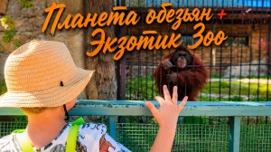 Планета обезьян + Экзотик Зоо 🦧 02.07.2026