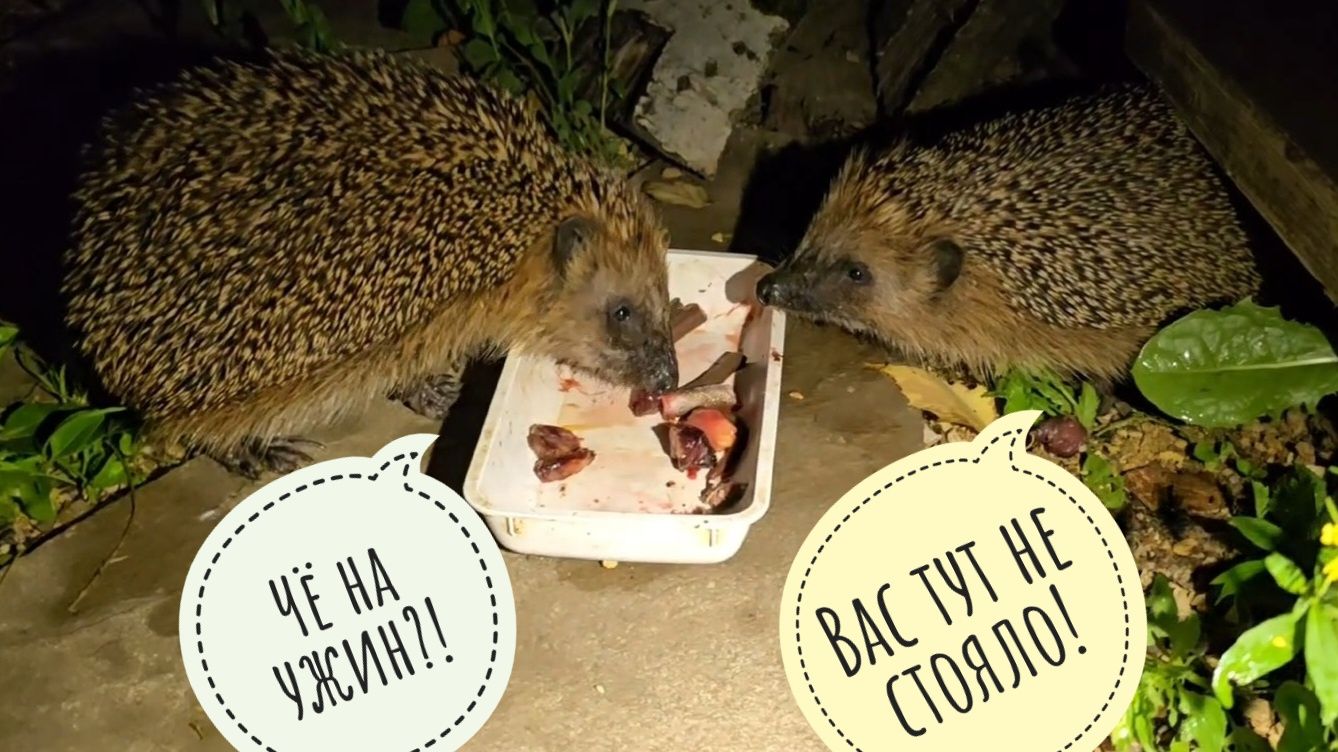 Ёж, который смог! АСМР ужин ежа, ежиная битва и хеппи енд! Микро роза Кьюти Пай в ночи смотреть онлайн