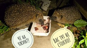 Ёж, который смог! АСМР ужин ежа, ежиная битва и хеппи енд! Микро роза Кьюти Пай в ночи