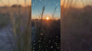 Закатные цветы