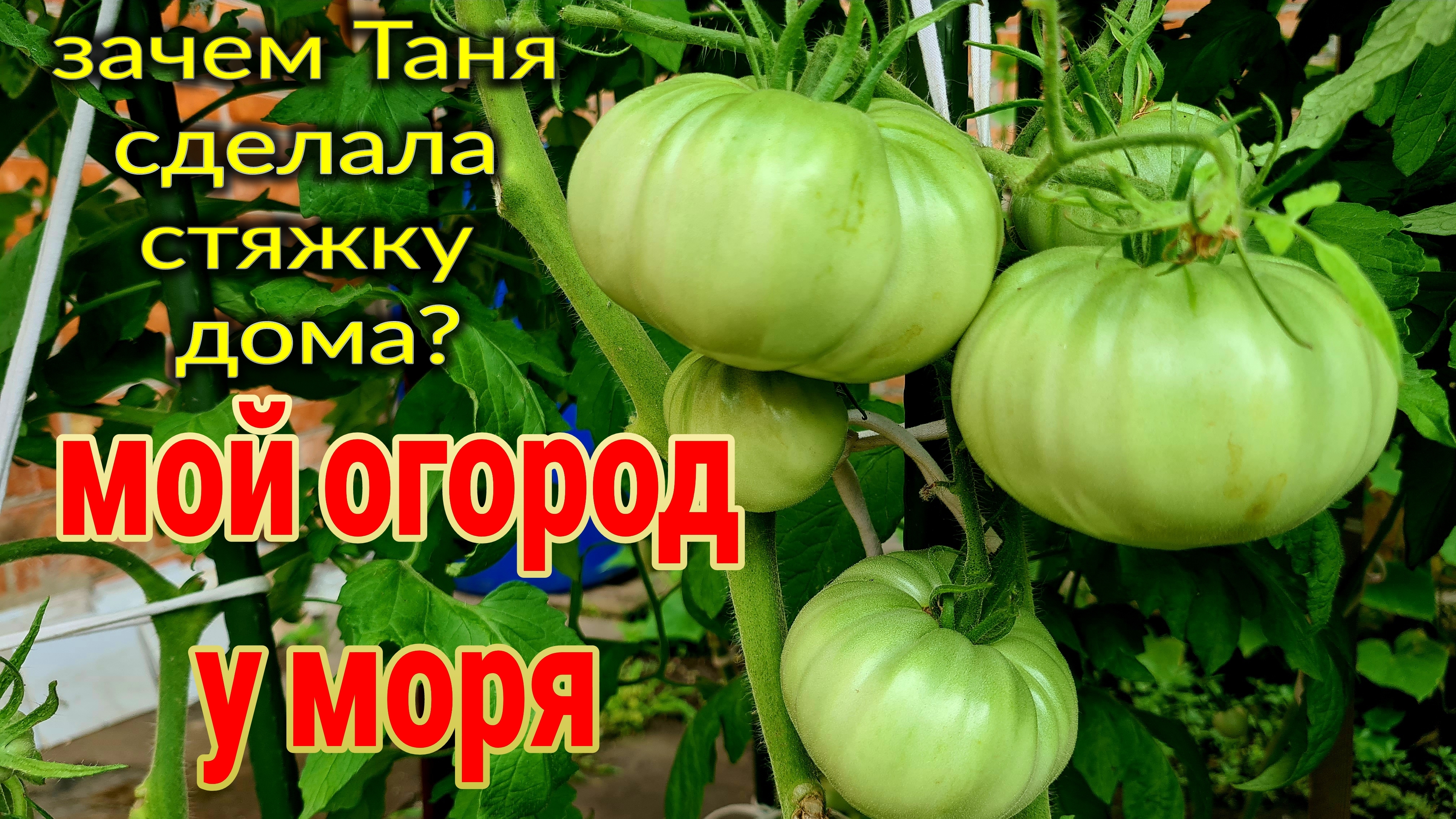 Зачем Таня сделала стяжку дома? Мой огород у моря. Ремонт коттеджа. Пляж. Икра из тыквы. Ейск♥️ смотреть онлайн