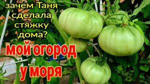 Зачем Таня сделала стяжку дома? Мой огород у моря. Ремонт коттеджа. Пляж. Икра из тыквы. Ейск♥️
