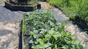 Отпугиватель животных и птиц для сада 🌱 мой опыт