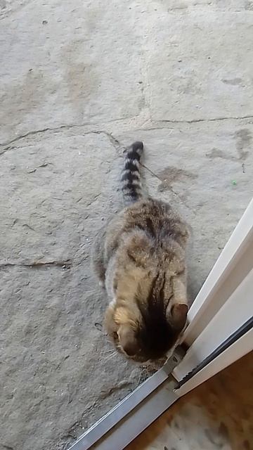 кот смотреть онлайн