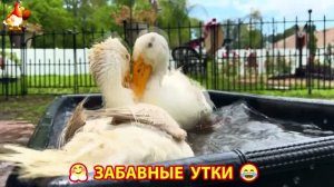 Забавные утки мускусные и пекинские на свободном выгуле со своими друзьями ч.(410) ❣️🤗😂