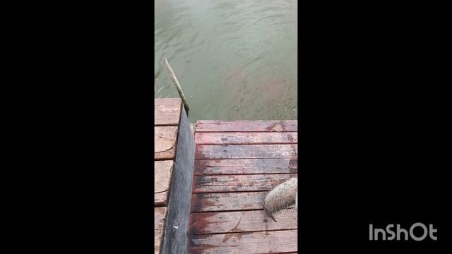 1000157036.mp4 смотреть онлайн