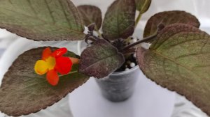 продажа комнатных растений
