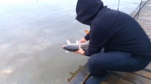 трофейный карп