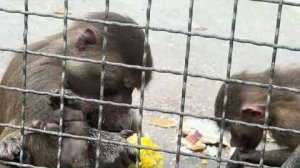 Анфиса провоцирует Маню и даже Люся уже стала ее тормозить❤️