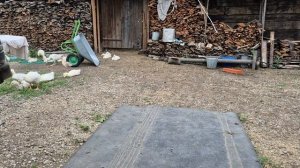так и в жизни ,сначала играют,а потом как повезет/ сколько собрала,моя мечта/ запекаем курочку