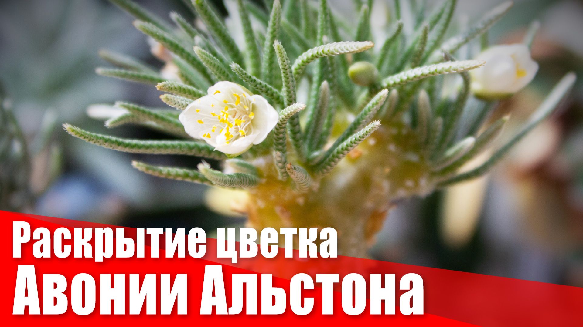 Раскрытие цветка Авонии Альстона