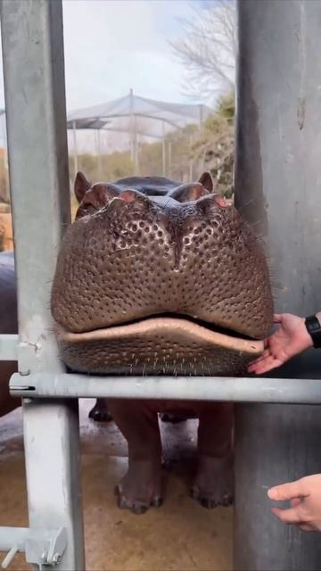 Животные