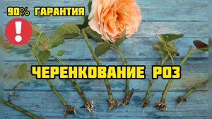 Черенкование роз с 90% гарантией! Раскрываю способ черенкования проверенный годами