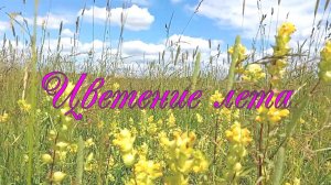 Цветение лета