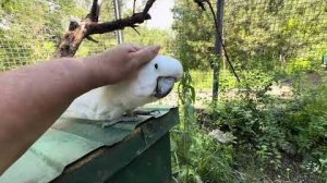 Кеша с Кирой уже прямо СЕМЕЙНАЯ ПАРА, друг от друга и от домика никуда❤️