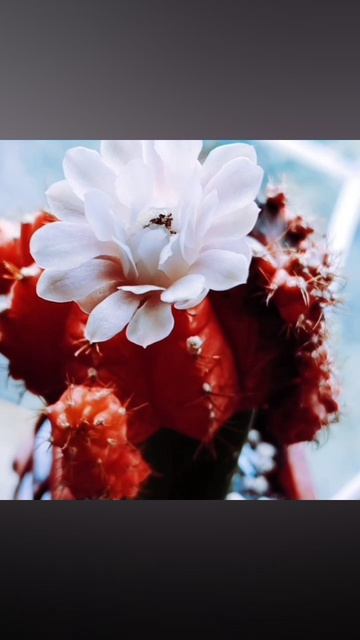 Гимнокалициум 🌵💮 вариегатный, второе цветение в этом 2026 году. 4 июля👍