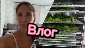 Влог, что нового, сушу зелень