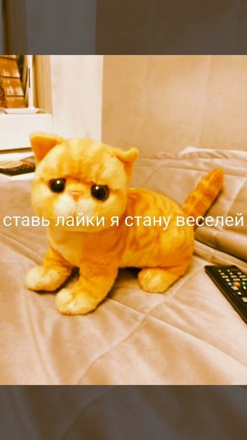 милый кот