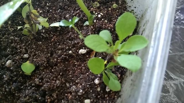 Черенкование кустарников для любимого сада🌿 смотреть онлайн
