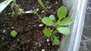 Черенкование кустарников для любимого сада🌿