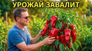 СРОЧНО Сделайте ЭТО с Перцем в Июле_ Завязи Больше не Опадут