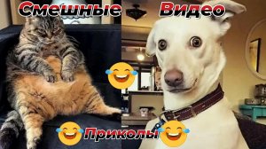СМЕШНЫЕ ЖИВОТНЫЕ | ЛУЧШИЕ ПРИКОЛЫ С КОТАМИ, СОБАКАМИ, КОШКИ, СОБАКИ, ЖИВОТНЫЕ, СМЕШНОЕ ВИДЕО