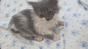 Котик с перетянутой нитками лапкой