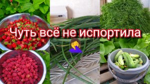 04-07-2026Сбор урожая ,первые заготовки . Тонем 🤦♀️