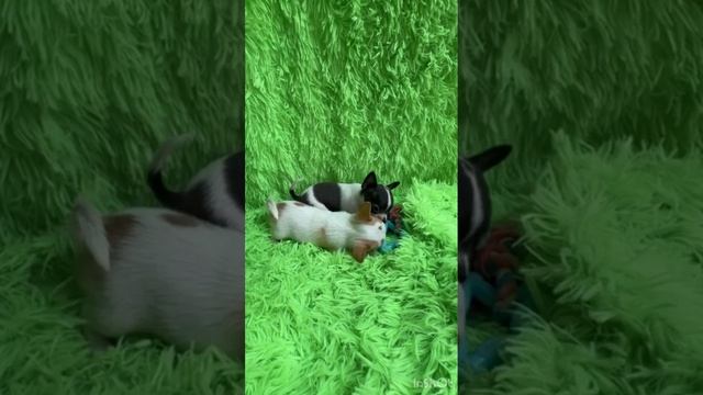 1000655657.mp4 смотреть онлайн