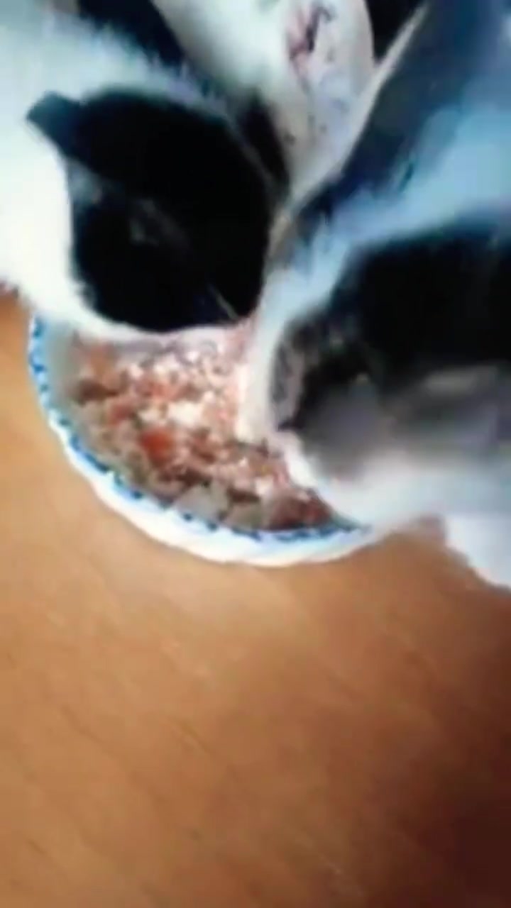 Сколько нужно котикам! 😻🤔04-07-2026
