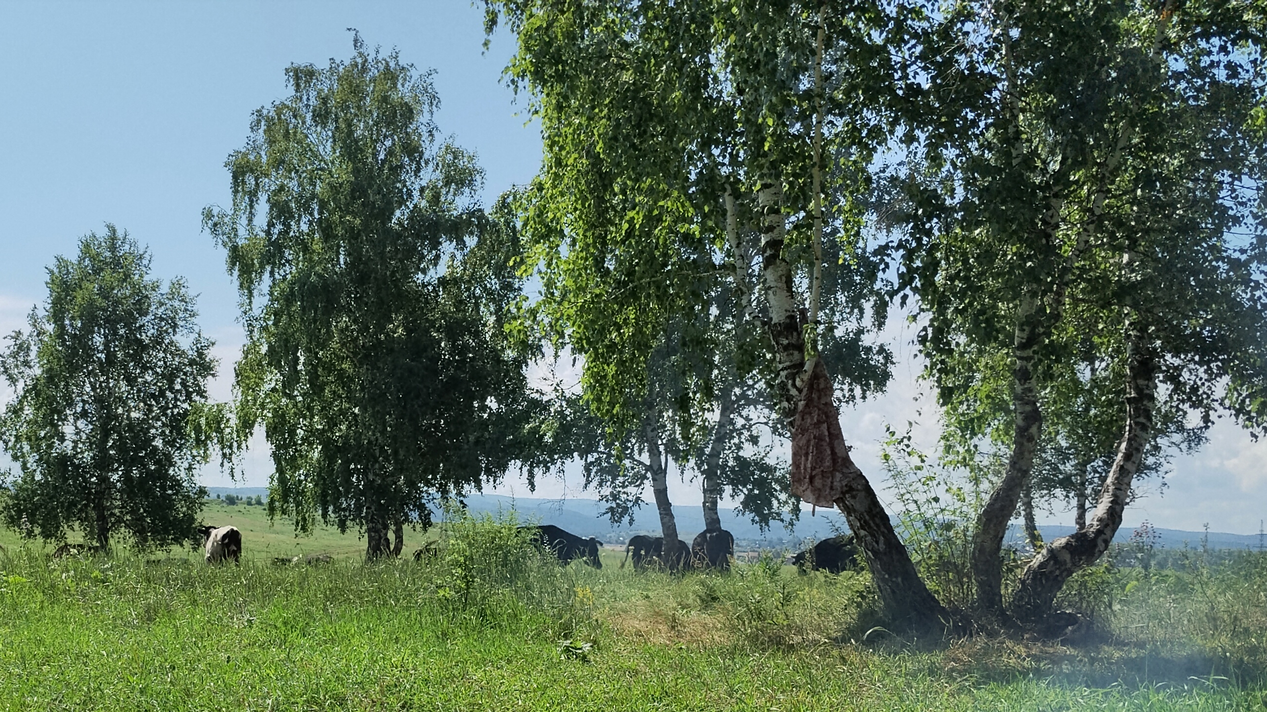 Стадо коров. Пастбище. На природе. 04-07-2026